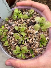 Pinguicula macrophylla x moranensis 'Huahuapan' SG, Carnivorous Butterwort Plant picture