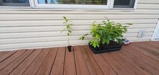 2 Sapling trees; They are 2026 Dustan Hybird chestnut tree Saplings picture