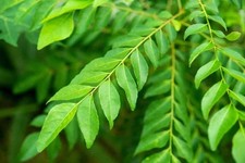 (130g) Fresh Naturally Dried Curry Leaves Organic Premium Herb A Grade Quality picture