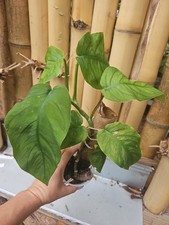 Monstera Dubia Mature Large Stem plant Us Seller Hurricane Survivor  picture