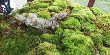 [2] Gal. Live Mood / Sheet / Fern Moss – Terrariums, Vivariums, Fairy Gardens picture
