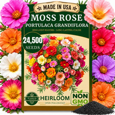 TLSSCO 24500+ MOSS ROSE SEEDS |  PORTULACA GRANDIFLORA MIX FLOWERS GROUNDCOVER picture