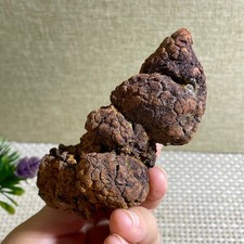 206g Top Best Rare dung coprolite Poop specimen c148 picture