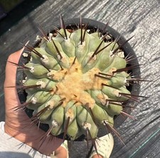 RareSucculent Plant Copiapoa columna-alba SelfRooted WYSIWYG Boutique 1pc picture
