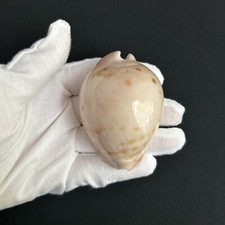 Cypraea venusta venusta/Zoila venusta venusta, 67.6mm, uncomoon cowrie Australia picture