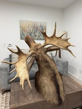Shoulder Mount Moose picture