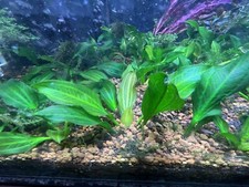 x1 Echinodorus Verde Opacus picture