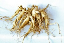 Ginseng Rootlets, Grow Your Own Wild Ginseng Seed from Root Stock(10 Big Roots) picture