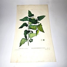 ORIGINAL Pierre Joseph Redoute Botanical Stipple Engraving Salsepareille 1801 picture