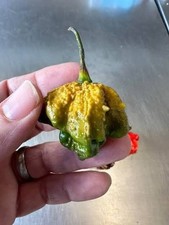 Pepper X, 5 Seeds, RARE, WORLDS HOTTEST PEPPER picture
