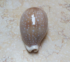 Cypraea camelopardalis red Sea Shells 79.9 mm VERY CLEAR DOTS lyncina F++++F+++ picture
