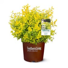 SOUTHERN LIVING 2.5Qt Sunshine Ligustrum, Evergreen Shrub, Bright Golden-Yellow picture