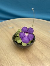 Pinguicula cyclosecta 5-6 Rosettes Carnivorous Purple White 2” Ceramic pot picture