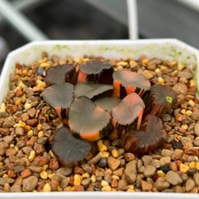 3-4CM Succulent Plant Haworthia Maughanii 'Kongmen'‌ Variegated Liliaceae picture