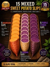 15 Mixed Sweet Potato Slips Variety Beauregard, Okinawa And Purple Stokes Rooted picture