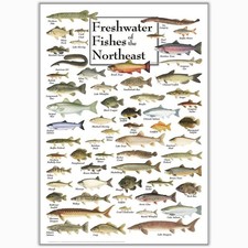 Earth Sky + Water - Freshwater Fishes of the Northeast - Poster picture