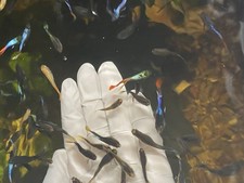 20 Beautiful Baby Guppies Fish Multiple Colors Perfect For Tanks (20 Fish Baby) picture
