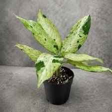 Dieffenbachia Camouflage |Rare Camouflage Dumb Cane | Exotic Tropical Houseplant picture