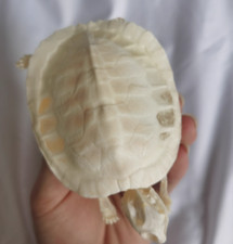 Turtle Skeleton Real Animal Bones Fine Art Work. Tortoise Specimen Collection picture