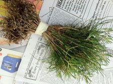 White Pine seedlings Qty 20 Naturally sprouted, Rooted Starters , 4