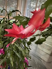 Giant Christmas/Thanksgiving  Cactus Plant  RED Cactus S.  truncata CUTTING picture