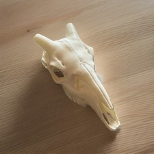 Oryx Large Animal Skull Replica Reproduction for mounting horns picture