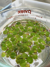 80+ leaves Red Root Floaters Live Aquarium Floating Plant picture