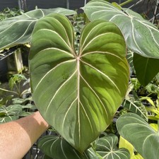 Philodendron Gloriosum, Dark Form 6