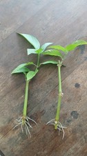 St. John's Bush {Justicia secunda} 2 Rooted Cuttings picture