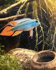 Apistogramma Agassazii Blue Flame (Male Only))super Healthy  Czech Republic Bred picture