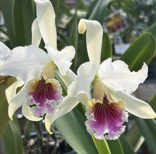 Cattleya rex - Rare Offering - Orchid Species - Mounted picture