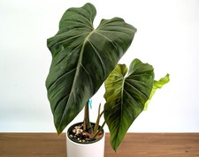 Philodendron Gloriosum x Maximum Variegated - Exact Plant #24A HUGE Leaf picture