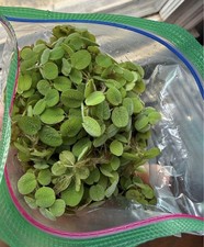 10+ Salvinia Minima (Water Spangles) Live Floating Aquarium Plants Easy Green picture