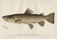 S F Denton 1896 Brown Trout 13x19 Print Sporting Fishing Fish REPRINT picture