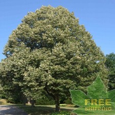 SILVER LINDEN Tilia Tomentosa - 20 SEEDS. FREE S&H picture