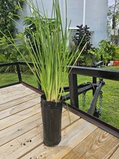 Vetiver live plant for EROSION CONTROL & Ornamental use picture