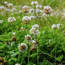 1000+ WHITE DUTCH CLOVER SEEDS - COVER CROP * PERENNIAL LEGUMES* Non-GMO USA picture