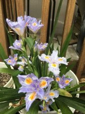Heirloom Iris Purple, Walking Iris, 4 Plants +  picture