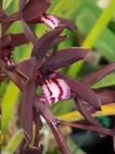 Cymbidium Clare Natasha X Cym. canaliculatum.  Orchid Plant Shipped in 3
