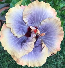Unique/rare hibiscus Tahitian Moody Blue- 3 cuttings, no roots / imported/ picture