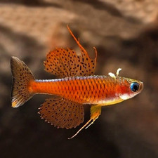 Pair of Red Neon Blue Eye Rainbowfish / Stunning Live Aquarium fish picture