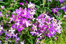 3000 Evening Scented (Night) Stock Matthiola Flower Seeds BULK, Lilac-Pink Mix picture