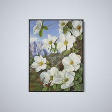 Marianne North - Californian or Mountain Dogwood - Art Print on Paper or Canvas picture