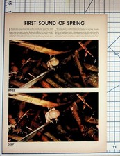 Vintage Peeper Frog Nature Print Article First Sound of Spring Ephemera picture
