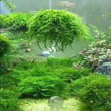 java moss and floating plant pack, live beneficial bacteria. picture