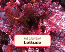 5800+ Lettuce Seeds 'Red Salad Bowl' | Heirloom, Non-GMO, Vegetable Garden Seeds picture