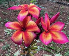 Plumeria (Frangipani) EXTREMELY RARE HIGHLY SOUGHT AFTER Grafted w/roots picture