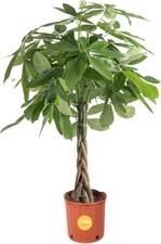 Money Tree, Large, Live Indoor Plant, Easy to Grow Pachira House Plant Gift, Hom picture