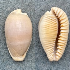 #4 Cypraea fuscodentata 35.3mm F Cape Of Good Hope, S. Africa picture