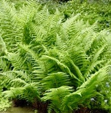 14 Lady Fern Rhizomes Live Roots Very Easy to Grow Deer Resistant Zones 3–9 picture